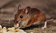 24 Hour & Emergency Exterminators in Gadsden, SC